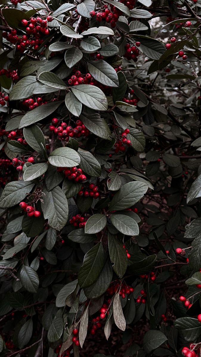 Garden Treasures: Quintessential Berry Blend