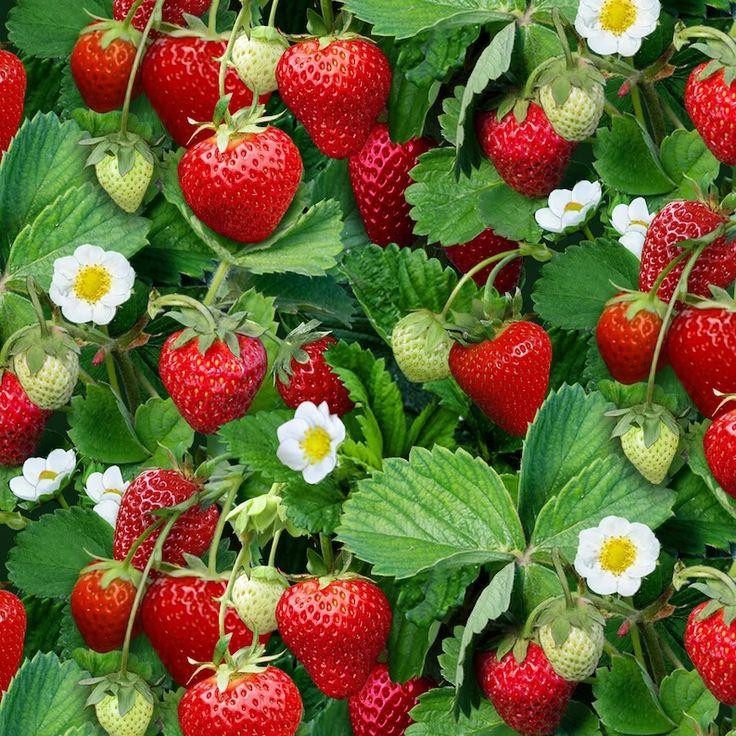 Freshness Fusion: Rare Heirloom Berries